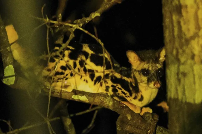 Paket One Day Tour Kelaras Watching Belitung